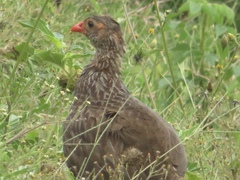 Pternistis squamatus