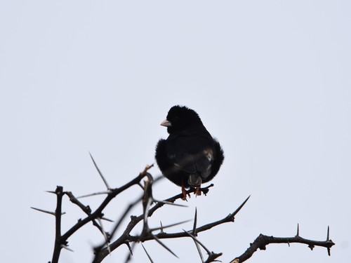 Dusky Indigobird (Vidua funerea), photo 4