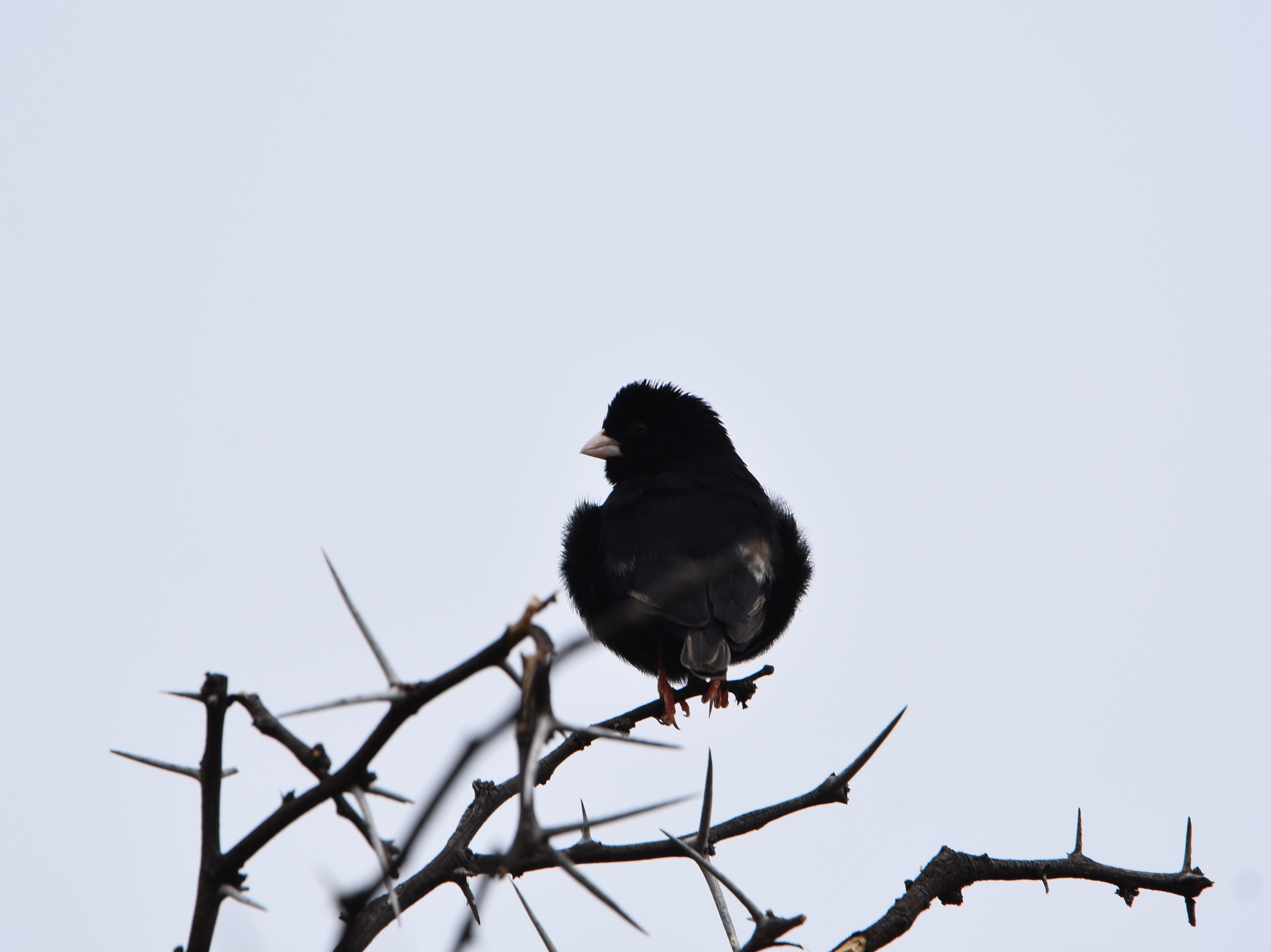 Dusky Indigobird illustration