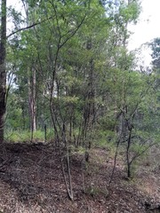 Leptospermum petersonii