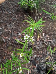 Leptospermum petersonii