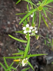 Leptospermum petersonii