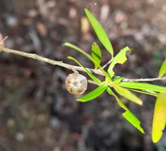 Leptospermum petersonii