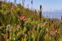 Mimetes capitulatus