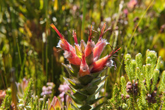 Mimetes capitulatus