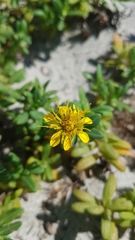 Pectis multiflosculosa