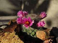 Mammillaria mazatlanensis