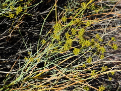 Gymnophyton polycephalum