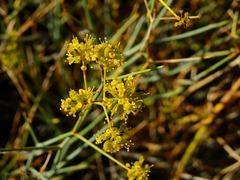 Gymnophyton polycephalum