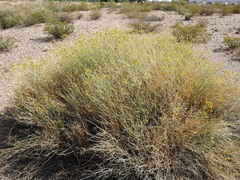 Gymnophyton polycephalum
