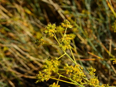 Gymnophyton polycephalum