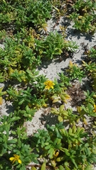 Pectis multiflosculosa