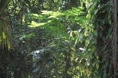 Vasconcellea cauliflora