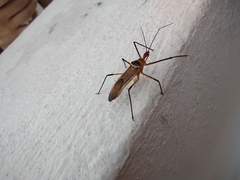 Zelus grassans