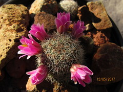 Mammillaria mazatlanensis