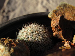 Mammillaria mazatlanensis