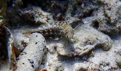 Parapercis australis