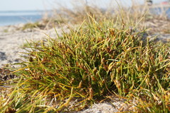 Cyperus pannonicus