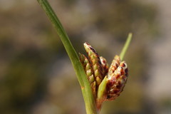 Cyperus pannonicus