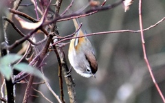 Fulvetta ruficapilla