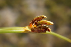 Cyperus pannonicus