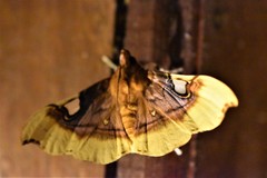 Eupastranaia