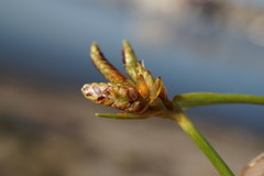 Cyperus pannonicus