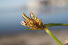 Cyperus pannonicus