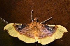 Eupastranaia