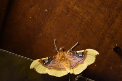 Eupastranaia