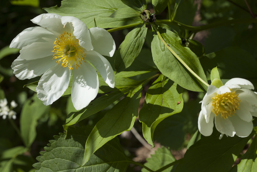 Paeonia lactiflora