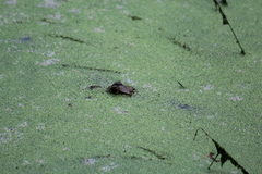 Caiman crocodilus chiapasius