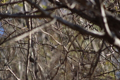 Polioptila nigriceps