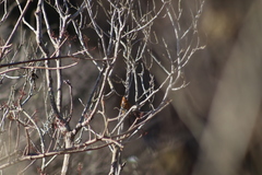 Polioptila nigriceps