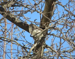 Mimus polyglottos polyglottos