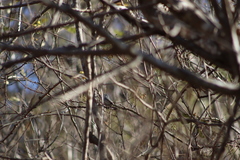 Polioptila nigriceps