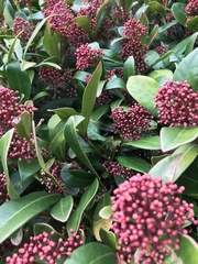 Skimmia