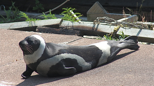 Ribbon Seal