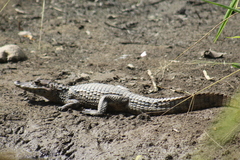 Caiman crocodilus chiapasius