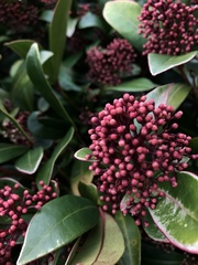 Skimmia