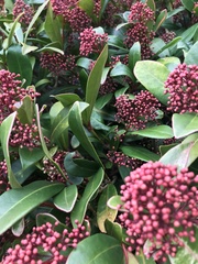 Skimmia