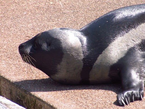 Ribbon Seal