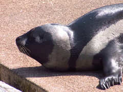 Ribbon Seal photo 5