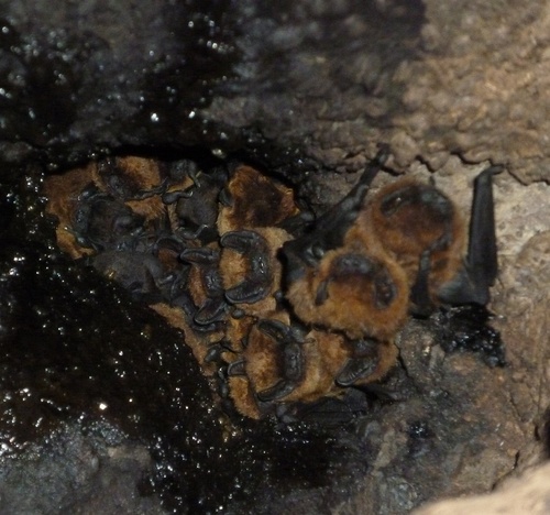 Azores Noctule