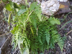Woodsia caucasica