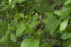 Melica turczaninowiana