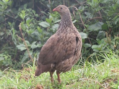 Pternistis squamatus