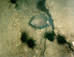 Acanthurus chirurgus
