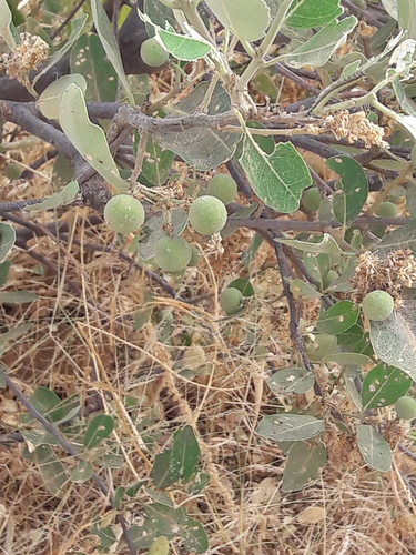 Boscia senegalensis image