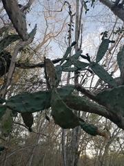 Opuntia karwinskiana